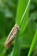 brown grasshopper on the stem of a plant with a green leaf