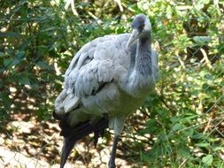 grey crane in the zoo