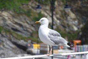 seagull stands on a metal pipe close-up on a blurred background