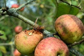 Wasp feeding on damaged Apple at garden