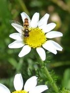episyrphus balteatus on the daisy