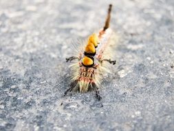 Caterpillar in Europe