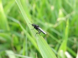 Black insect on a grass close-up on blurred background