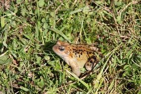 Toad Frog in the grass on a sunny day