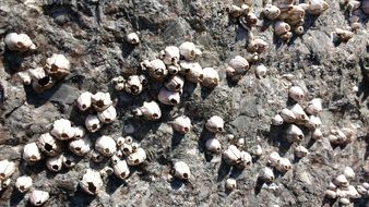 white shells on a rock in the sun close-up