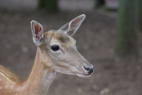 Cute Roe Deer among the trees in nature