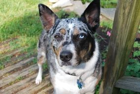 dog near the wooden post