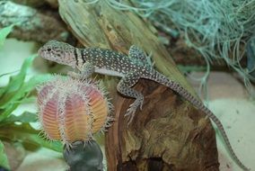 lizard in the terrarium