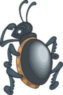 Insect Beetle drawing