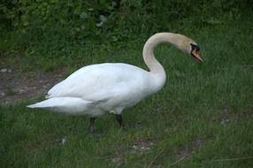 graceful white swan on green grass