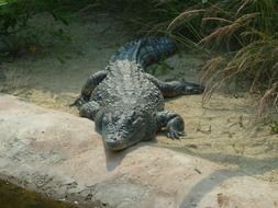crocodile is a dangerous reptile