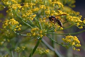 wasp on dill flower