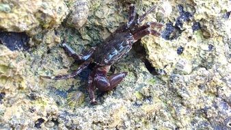 Crab Animal