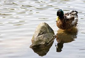 Water duck in the wildlife