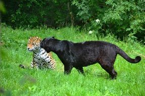 Panter and Leopard