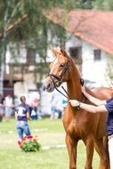 beautiful red Youngster Sporthorsy in bridle