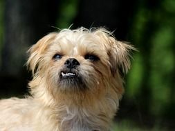 Brussels Griffon Small Dog