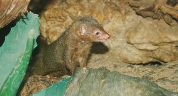 Wild marten in the gorge