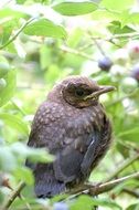 Babies Blackbird