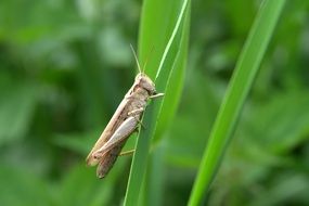 grasshopper on green grass