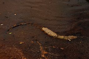 dangerous crocodile in Tanzania