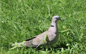gray dove in high green grass