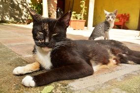 Domestic cat in the yard near the house