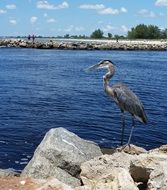 great blue heron on the shore of a pond in Florida