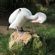Pelican is preening