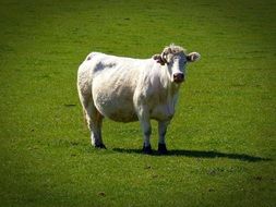 cow on a green pasture