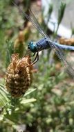 delightfully gentle Dragonfly