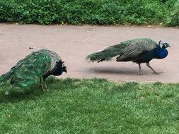 peacocks on green grass