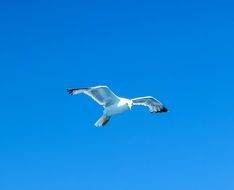 seagull flying over the sea in the blue sky