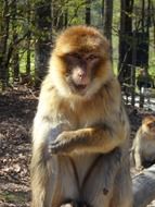 portrait of a barbary ape