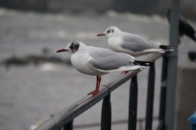 couple of gulls on a background of nature