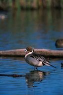 northern pintail duck on the shore of the pond