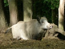 boar in the deer park