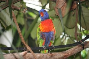 beautiful and cute Colorful Parrot, tierpark hellabrunn