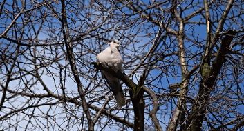 bird on a tree in the spring park