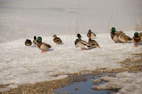 ducks on ice
