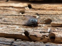 insects on the boards