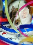 Mouse Home Festival