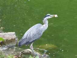 Grey Heron Bird near green water