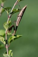 insect praying mantis on a plant close-up on a blurred background