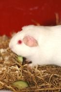 white guinea pig on hay