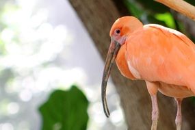 tropical bird with bright plumage