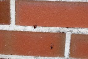 Fire bugs on the red wall