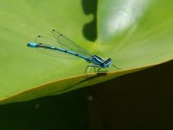 blue dragonfly on the water lily leaf