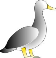 gray duck as a graphic image