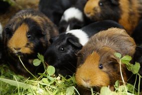 Guinea Pigs on grass, Cute Rodents